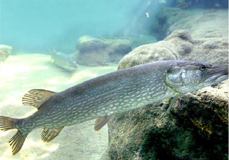 Brochet Fédération de Pêche de l'Allier