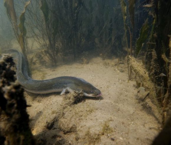 Les poissons de l'Allier - Fédération de Pêche de l'Allier