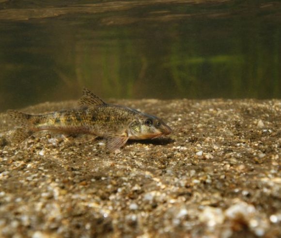 Les poissons de l'Allier - Fédération de Pêche de l'Allier