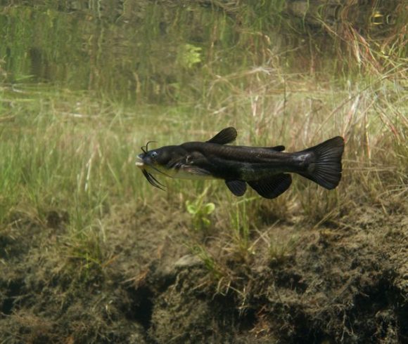 Poisson-Chat