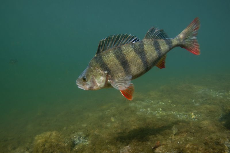 Perche - Fédération de Pêche de l'Allier