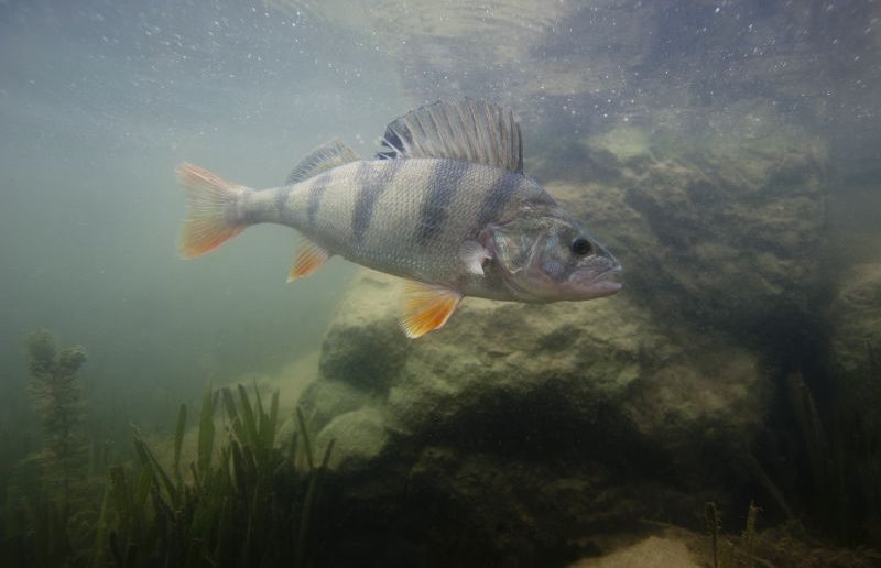 Perche - Fédération de Pêche de l'Allier