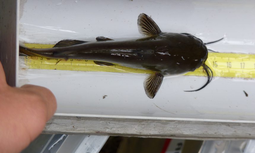 Combien De Temps Un Poisson Peut Tenir Sans Manger