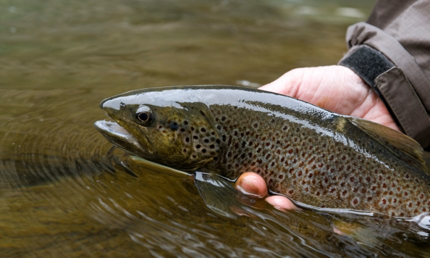 200 kg de truites fario introduites pour l'ouverture de la pêche samedi -  Brou (28160)