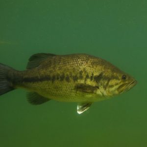 Black-Bass