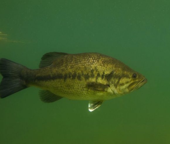 Black-Bass