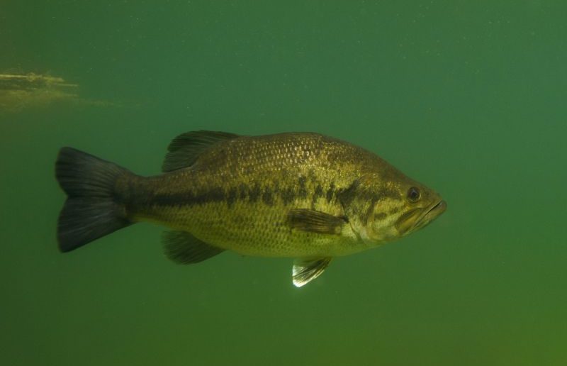 Black-Bass - Fédération de Pêche de l'Allier