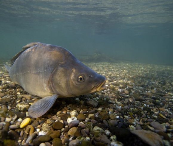 Les poissons de l'Allier - Fédération de Pêche de l'Allier