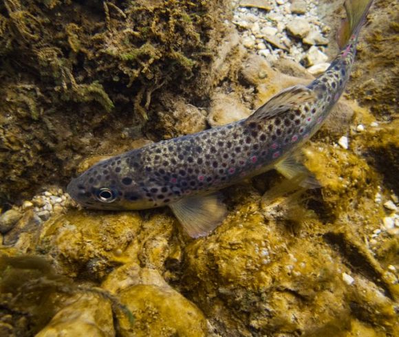 Les poissons de l'Allier - Fédération de Pêche de l'Allier