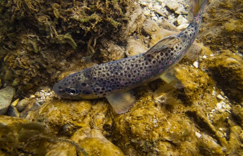 Truite Fario Federation De Peche De L Allier