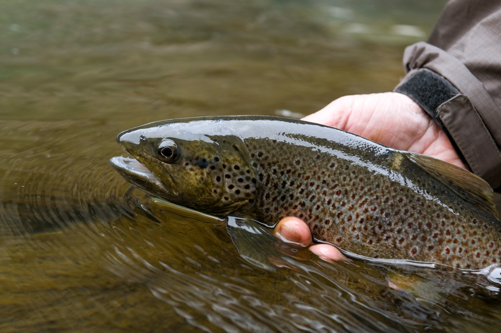 peche truite fario sauvage