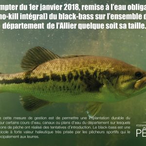 Remise à l’eau obligatoire du black-bass en 2018