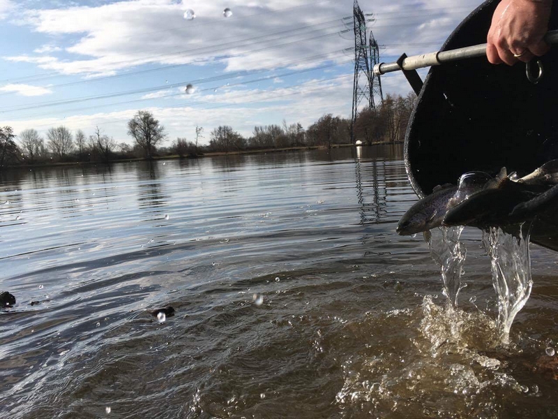 etang truite honnecourt