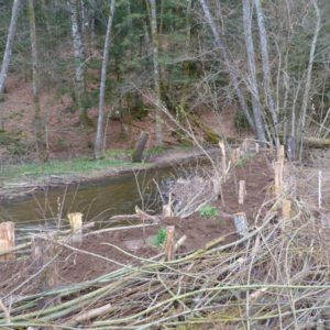 Travaux de restauration d’une berge sur la Besbre par l’AAPPMA d’Arfeuilles