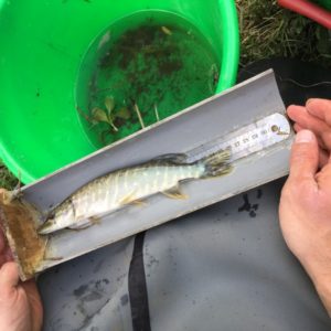 Evaluation de la fonctionnalité des annexes hydrauliques du Val d’Allier pour le brochet