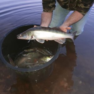 Empoissonnement des étangs de Saint Bonnet et de Tronçais