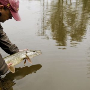 Fermeture de la pêche des carnassiers dimanche 27 janvier 2019