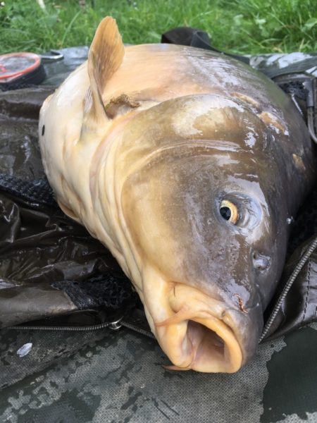 Pêche de la carpe de nuit - saison 2019 - Fédération de Pêche de l'Allier