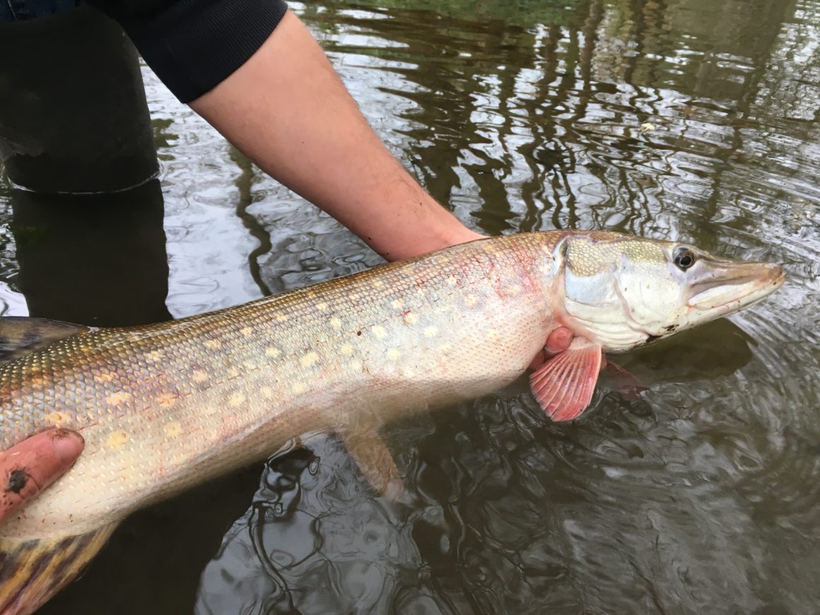 Empoissonnement des lots de l’AAPPMA de St Pourçain/Sioule