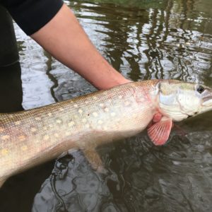 Empoissonnement des lots de l’AAPPMA de St Pourçain/Sioule