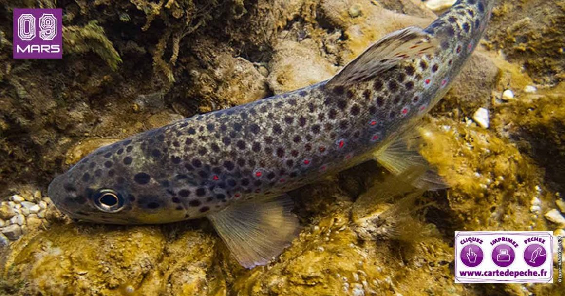 Ouverture de la truite fario et de la pêche en 1ère catégorie