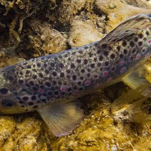 Ouverture de la truite fario et de la pêche en 1ère catégorie