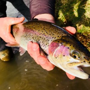 Lâcher de truites arc en ciel sur le lac des Moines au Mayet de Montagne