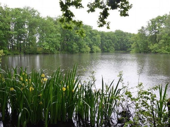 Etang des Marais