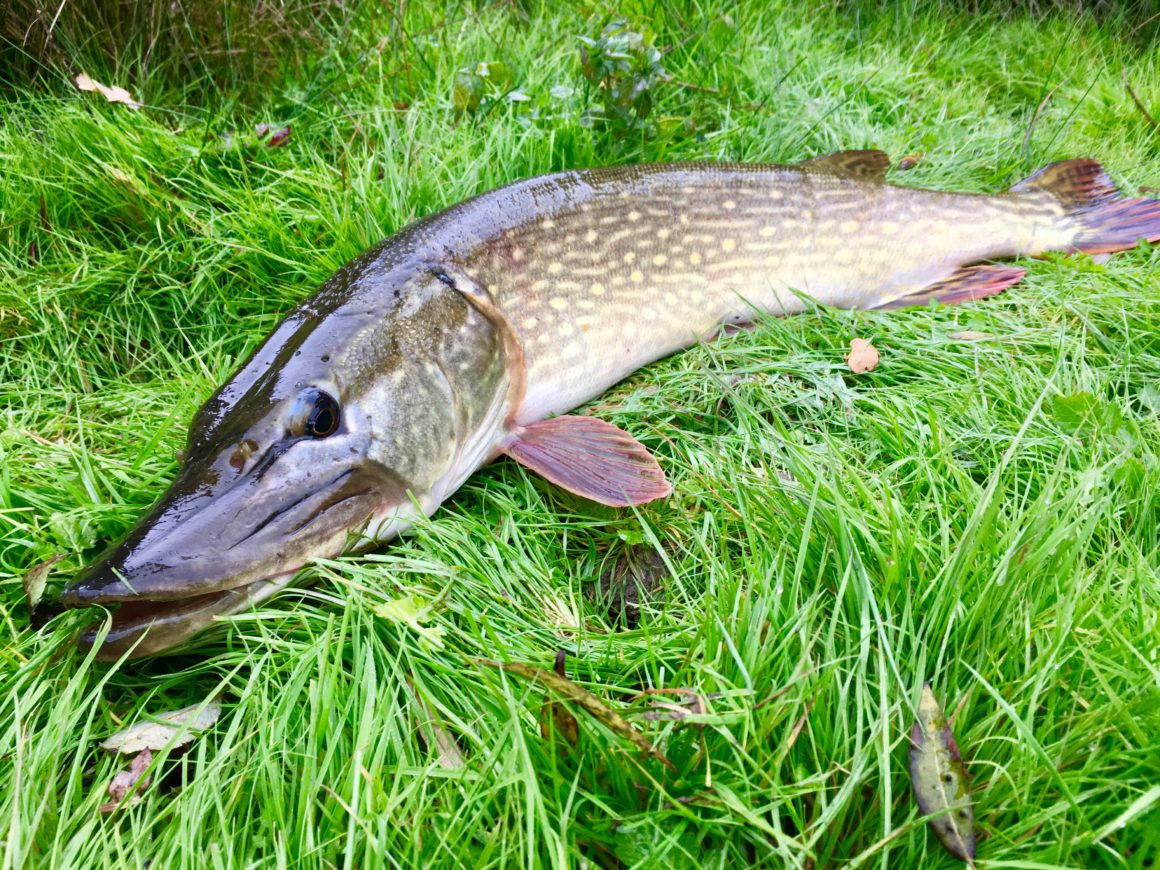 Le brochet regagne la Bieudre !