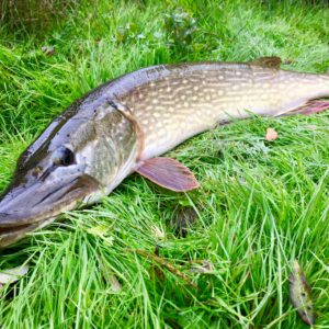 Le brochet regagne la Bieudre !