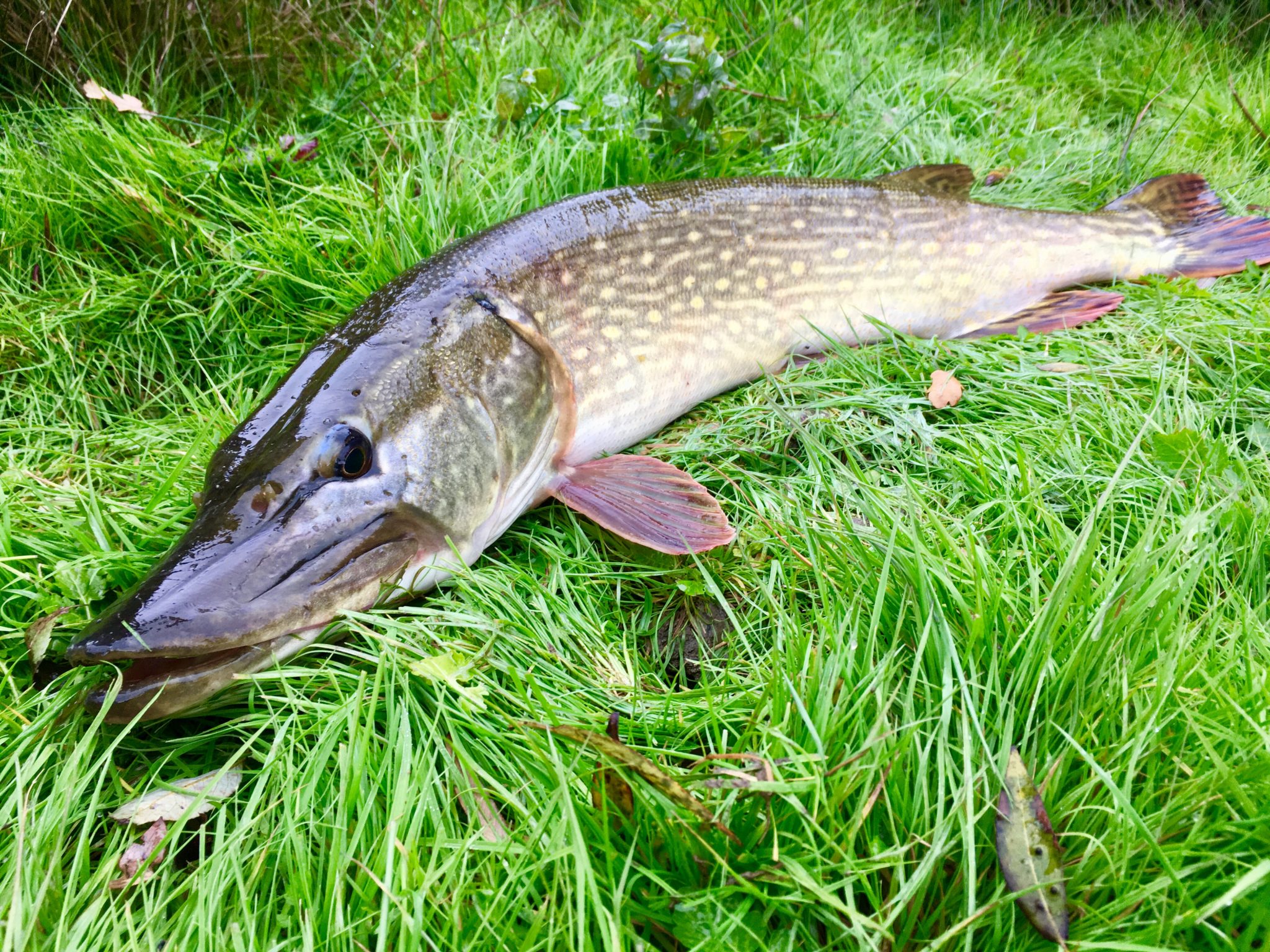 Fermeture de la pêche des carnassiers - Fédération de Pêche de l'Allier