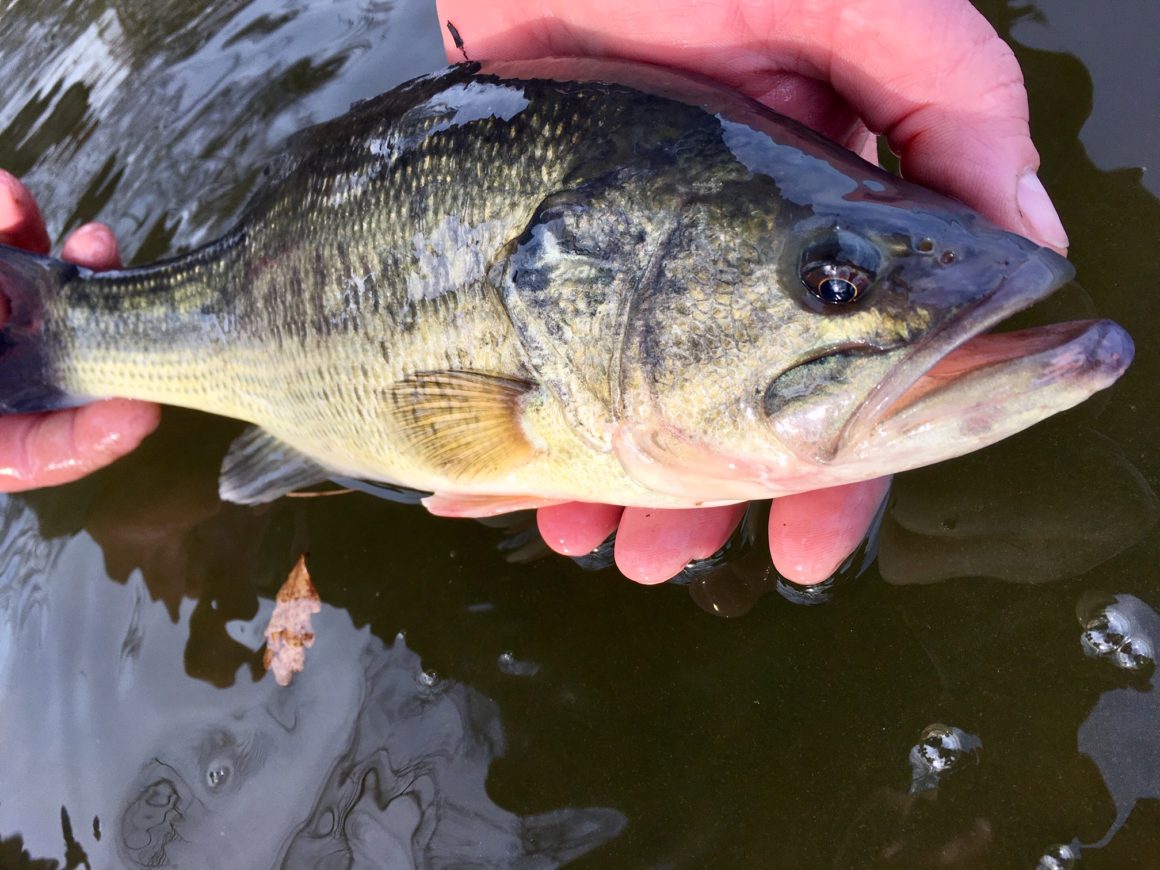 Déversements de black-bass sur l’étang de Gouzolles