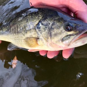 Déversements de black-bass sur l’étang de Gouzolles