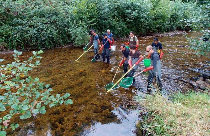 A la découverte des poissons de la Montagne Bourbonnaise