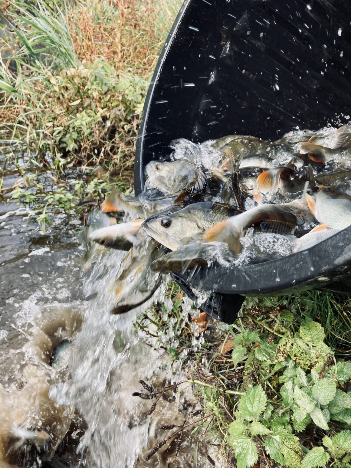 Déversements de poissons sur les parcours de l’AAPPMA de Saint Pourçain sur Sioule