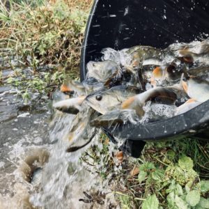 Déversements de poissons sur les parcours de l’AAPPMA de Saint Pourçain sur Sioule