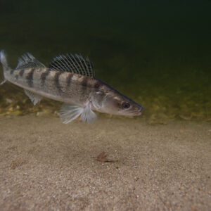 OUVERTURE DE LA PECHE DU SANDRE