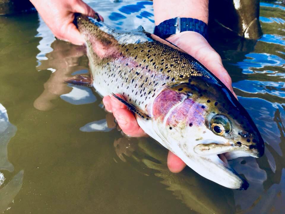 Les poissons de l'Allier - Fédération de Pêche de l'Allier