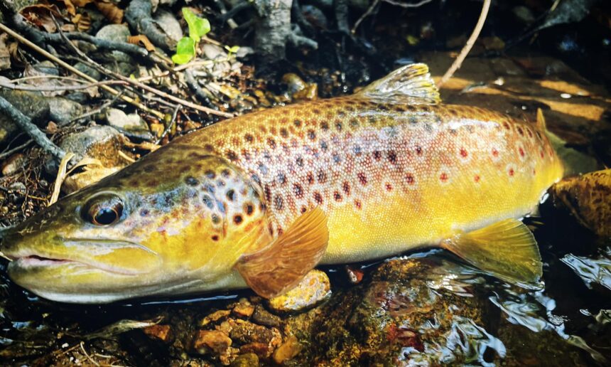 L'ouverture de la pêche du brochet en 2ème catégorie, c'est le samedi 24  avril - Fédération de Pêche de l'Allier