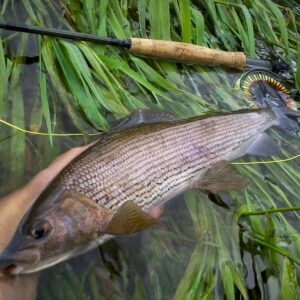 Ouverture 2025 de la pêche de l’ombre commun : la Sioule dans l’Allier, un spot d’avenir !