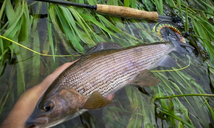 Ouverture 2025 de la pêche de l’ombre commun : la Sioule dans l’Allier, un spot d’avenir !