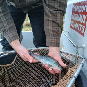 Réimplantation de l’ombre commun dans la Besbre