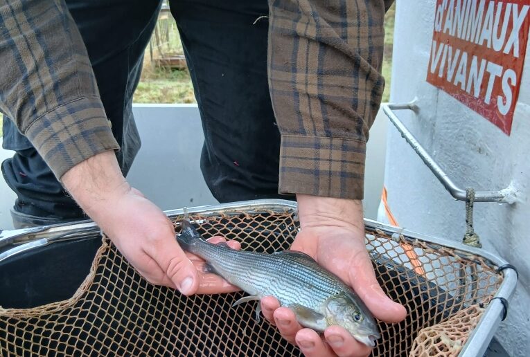 Réimplantation de l’ombre commun dans la Besbre
