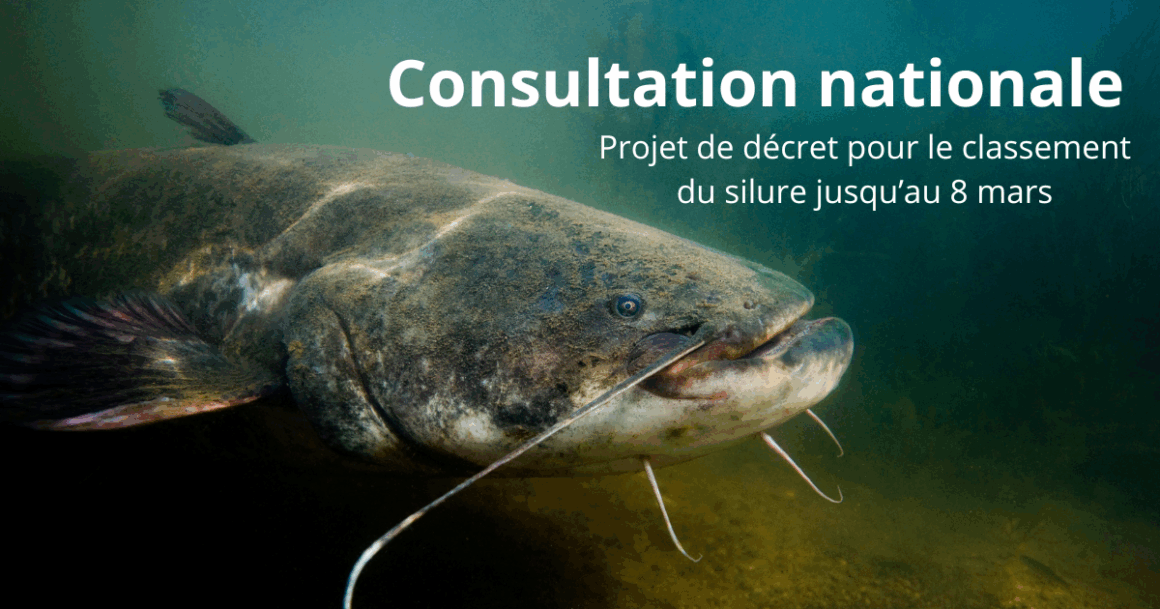Consultation publique concernant un projet de décret inscrivant le silure sur la liste des espèces susceptibles de provoquer des déséquilibres biologiques (ESPDB)