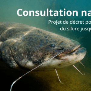 Consultation publique concernant un projet de décret inscrivant le silure sur la liste des espèces susceptibles de provoquer des déséquilibres biologiques (ESPDB) Consultation publique concernant un projet de décret inscrivant le silure sur la liste des espèces susceptibles de provoquer des déséquilibres biologiques (ESPDB)