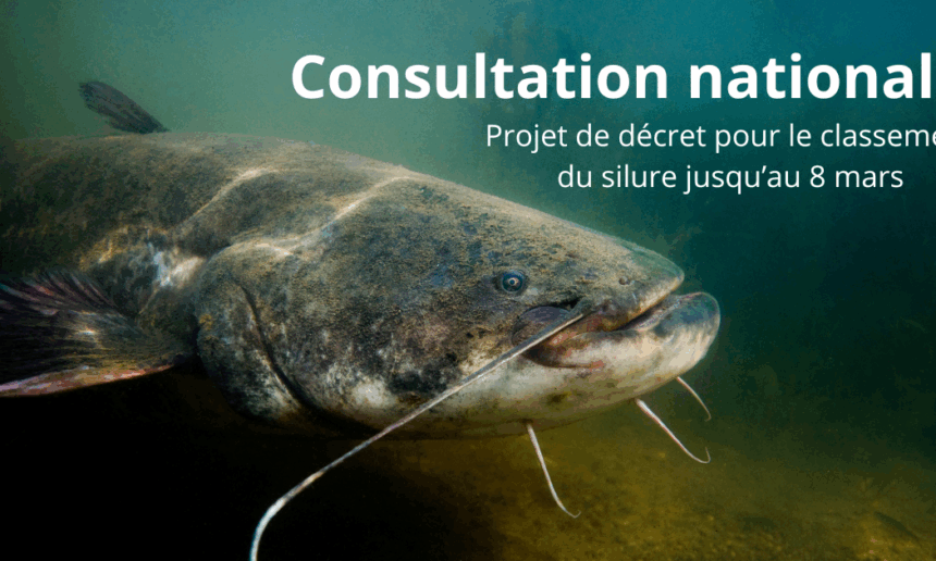 Consultation publique concernant un projet de décret inscrivant le silure sur la liste des espèces susceptibles de provoquer des déséquilibres biologiques (ESPDB) Consultation publique concernant un projet de décret inscrivant le silure sur la liste des espèces susceptibles de provoquer des déséquilibres biologiques (ESPDB)