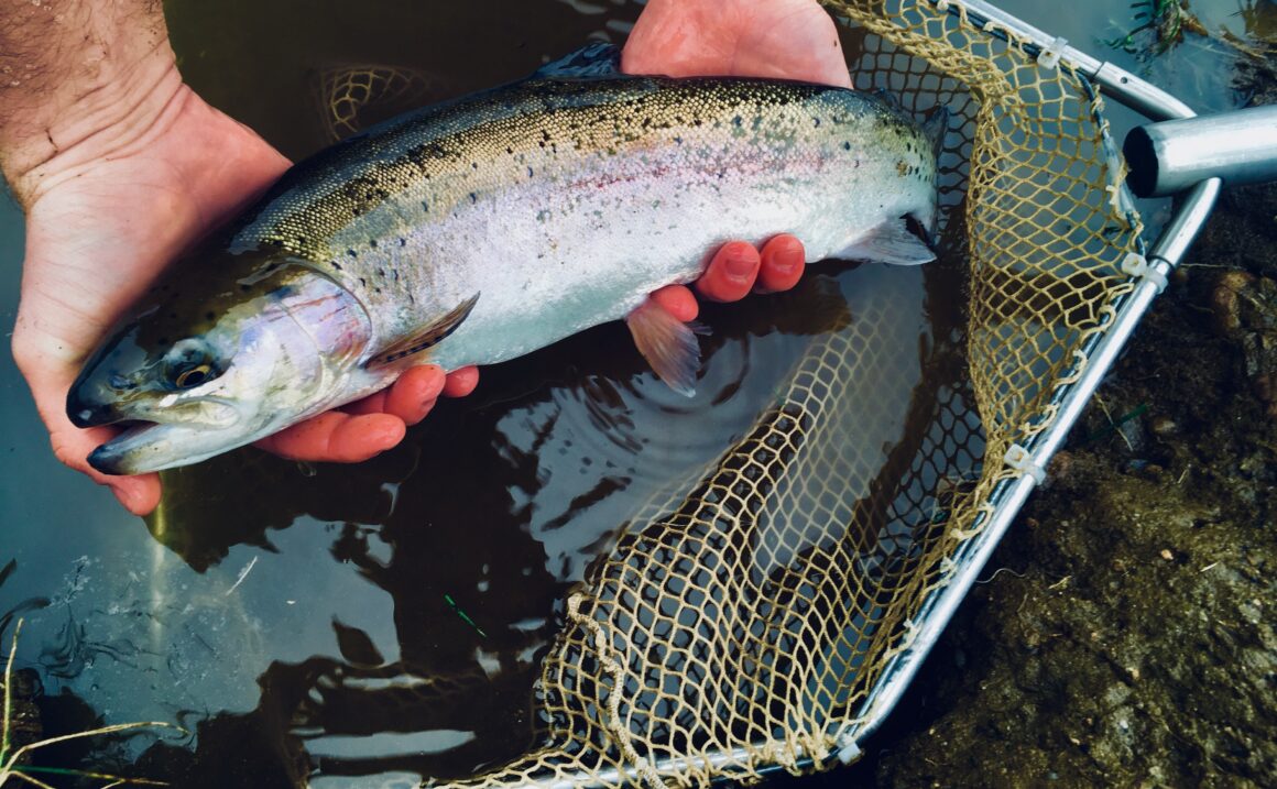 Programme des déversements de truites – printemps 2026 Programme des déversements de truites – printemps 2026