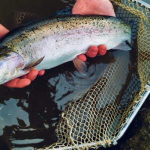 Programme des déversements de truites – printemps 2026 Programme des déversements de truites – printemps 2026