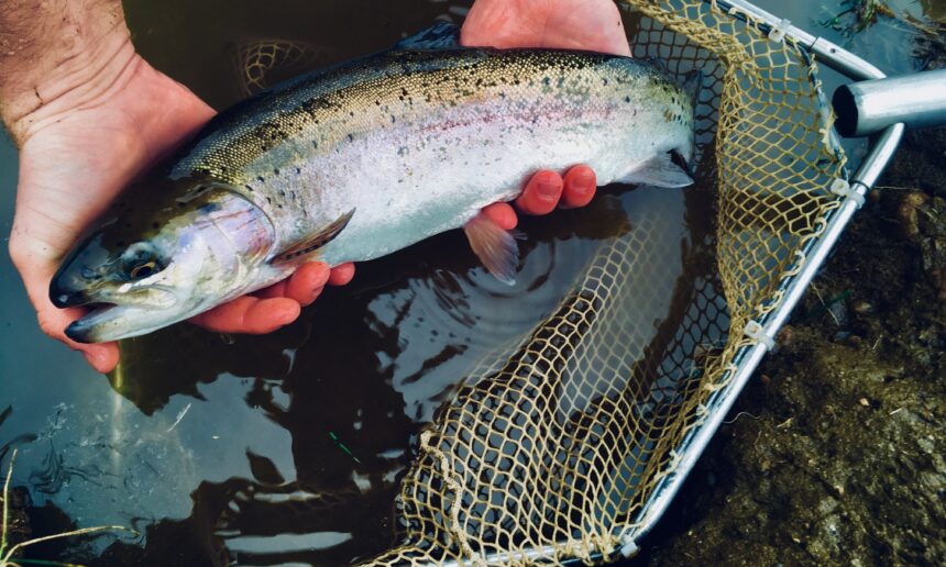 Programme des déversements de truites – printemps 2026
