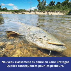 Nouveau classement du silure : ce qui change pour les pêcheurs Nouveau classement du silure : ce qui change pour les pêcheurs